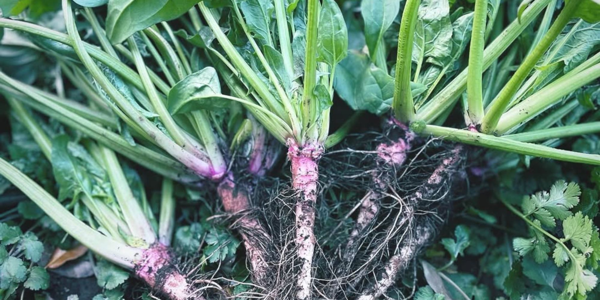 【公式】在来食堂