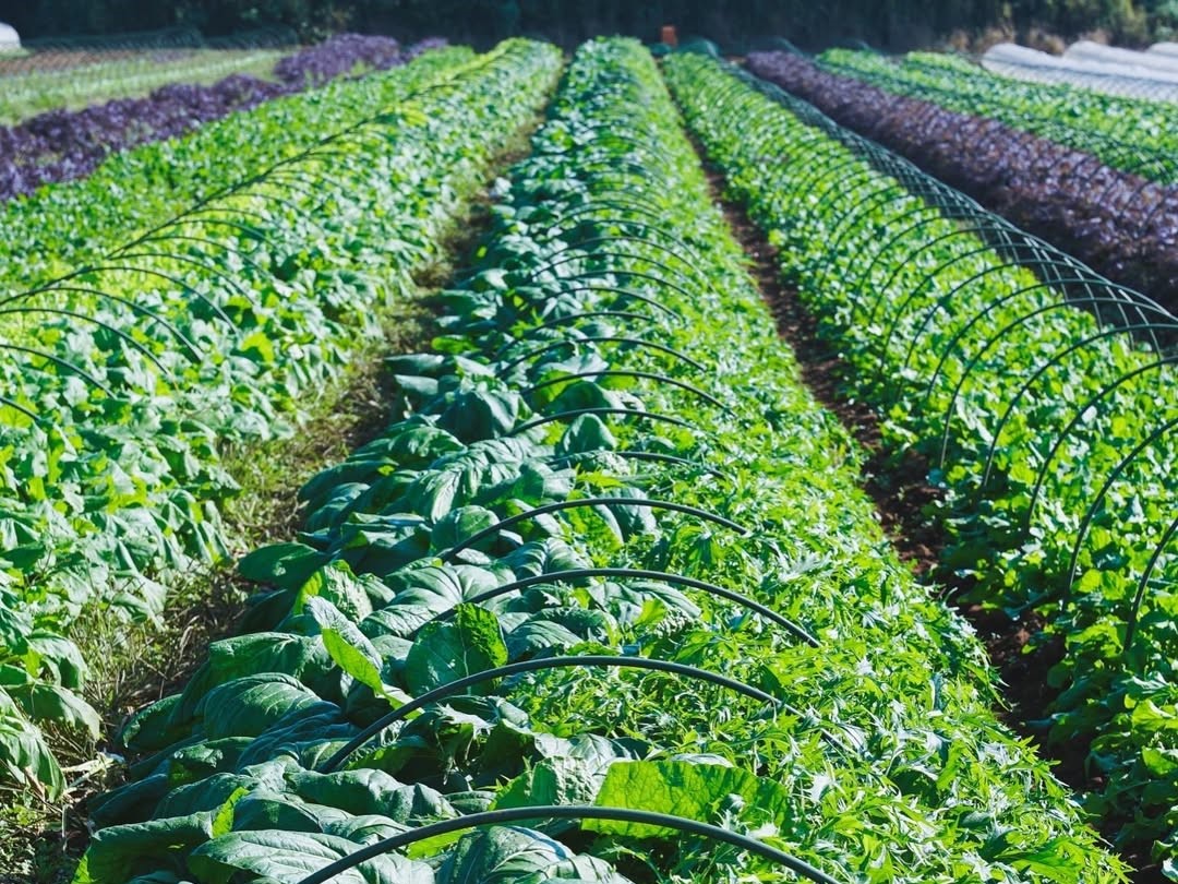 自社農場で、固定種、在来種の野菜を
無農薬、無化学肥料で育てています。